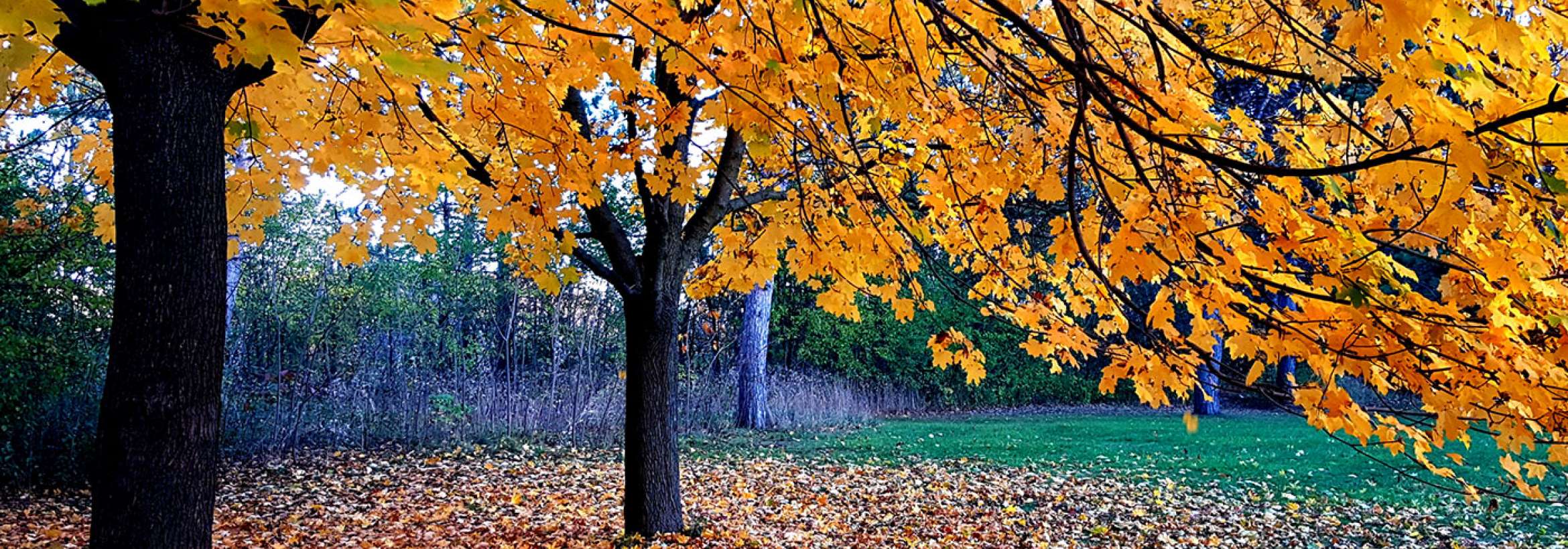 آغاز برگ‌ریزان