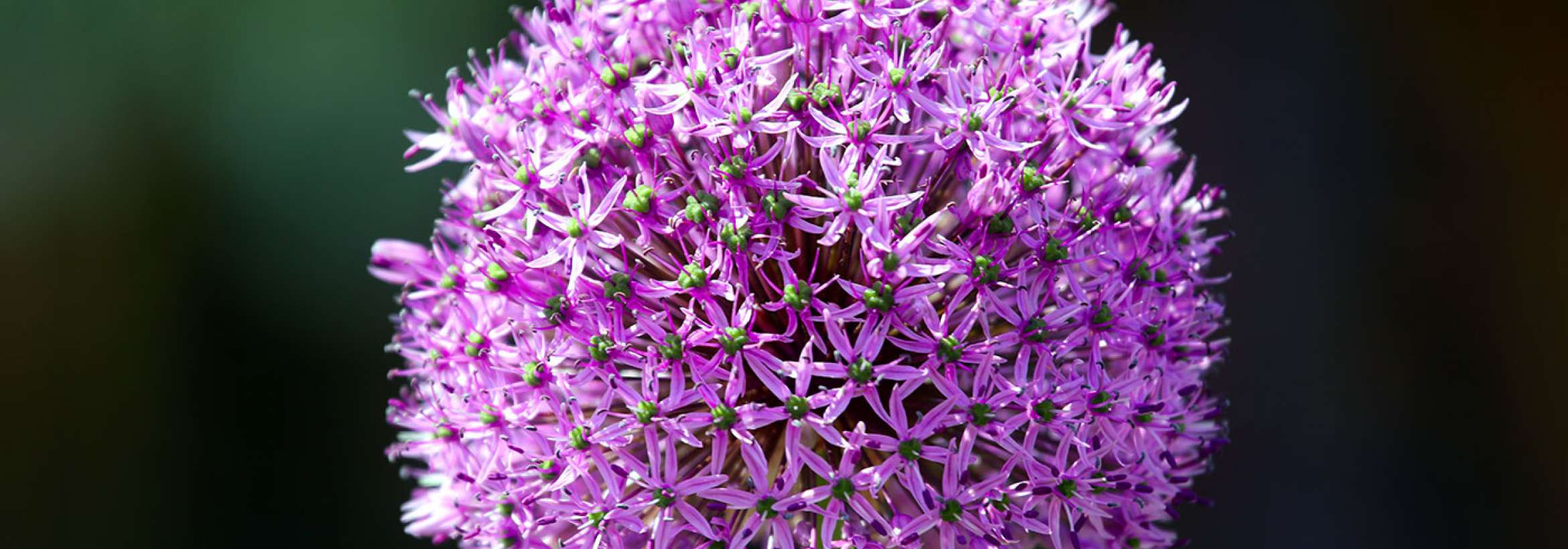 گرد پُر از پنج پَر