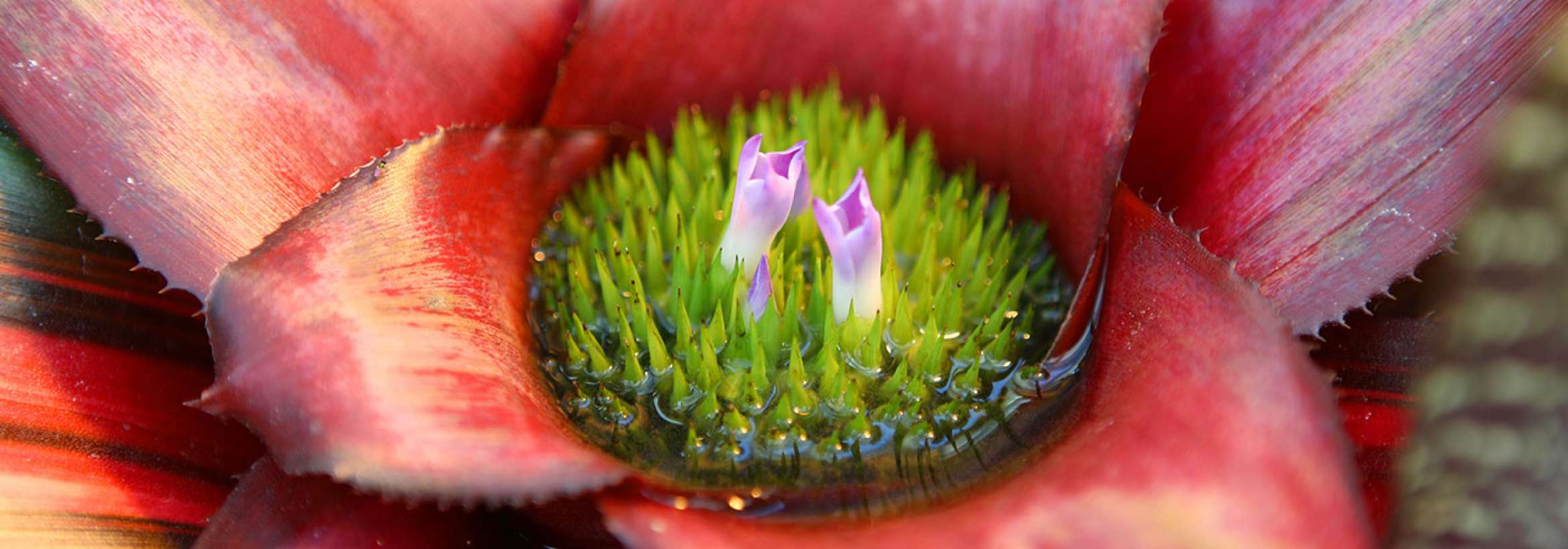 گُل در گُل در گُل