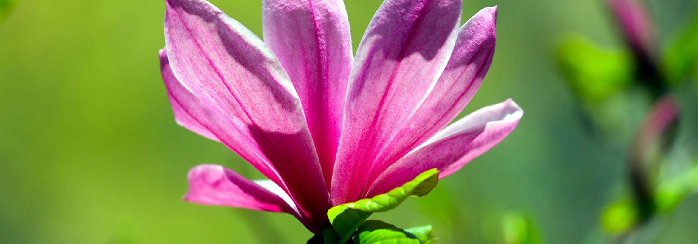 گل چون پرنده