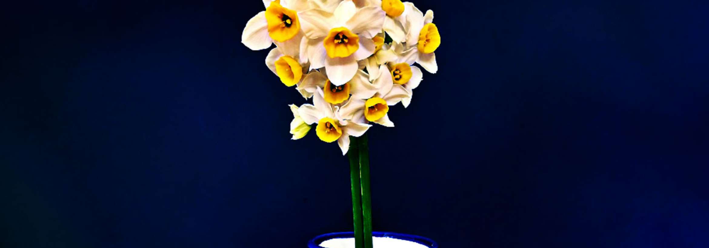 گل و گلدان و زمینه آبی