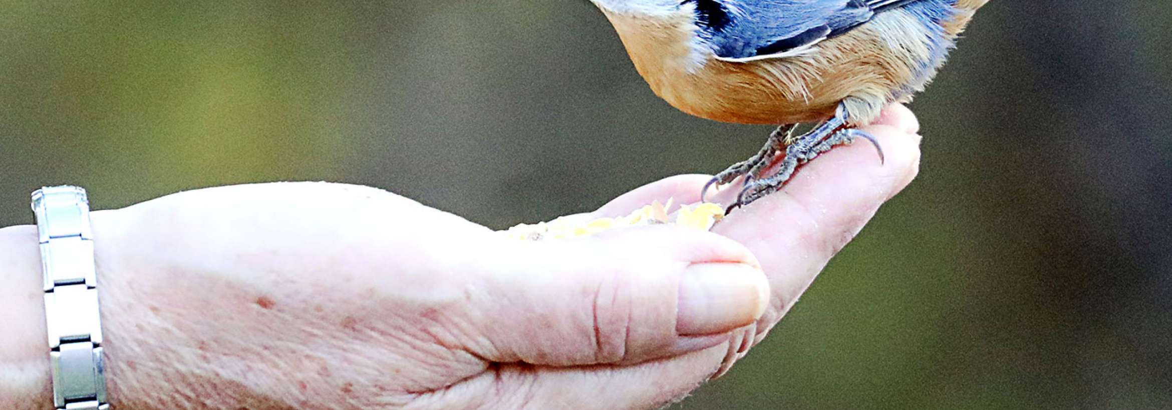 دانه در منقار روی دست