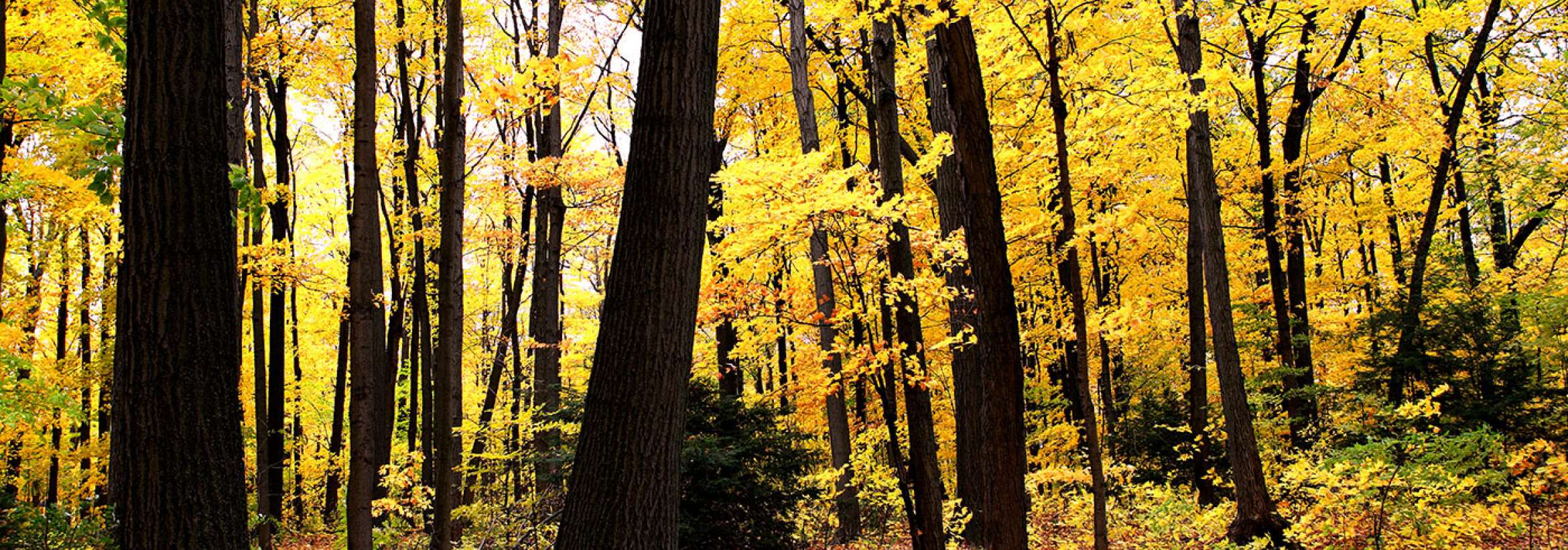 جنگل پائیز زده