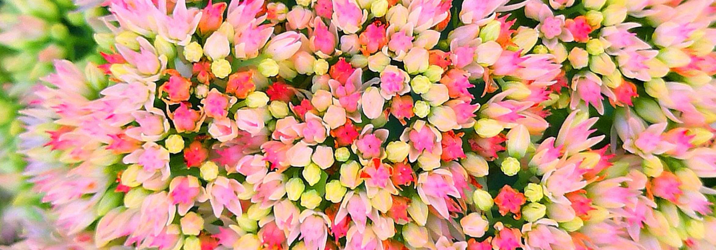 لبریز از گُل