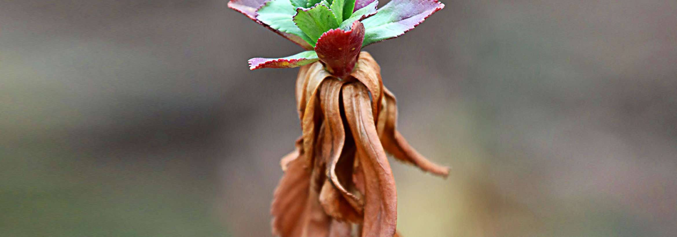 زنده می‌شود