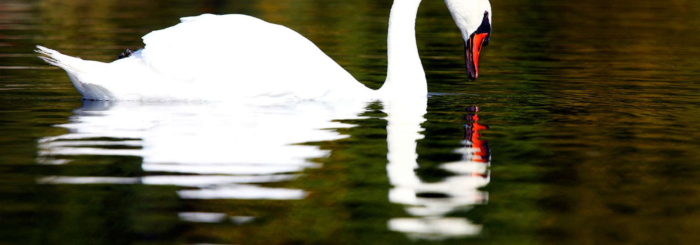 قو و سایه‌اش در آب