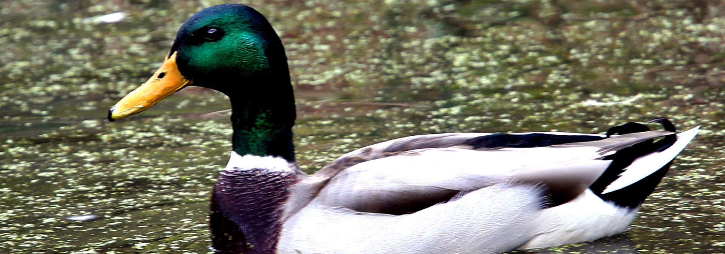 مرغابی سرسبز