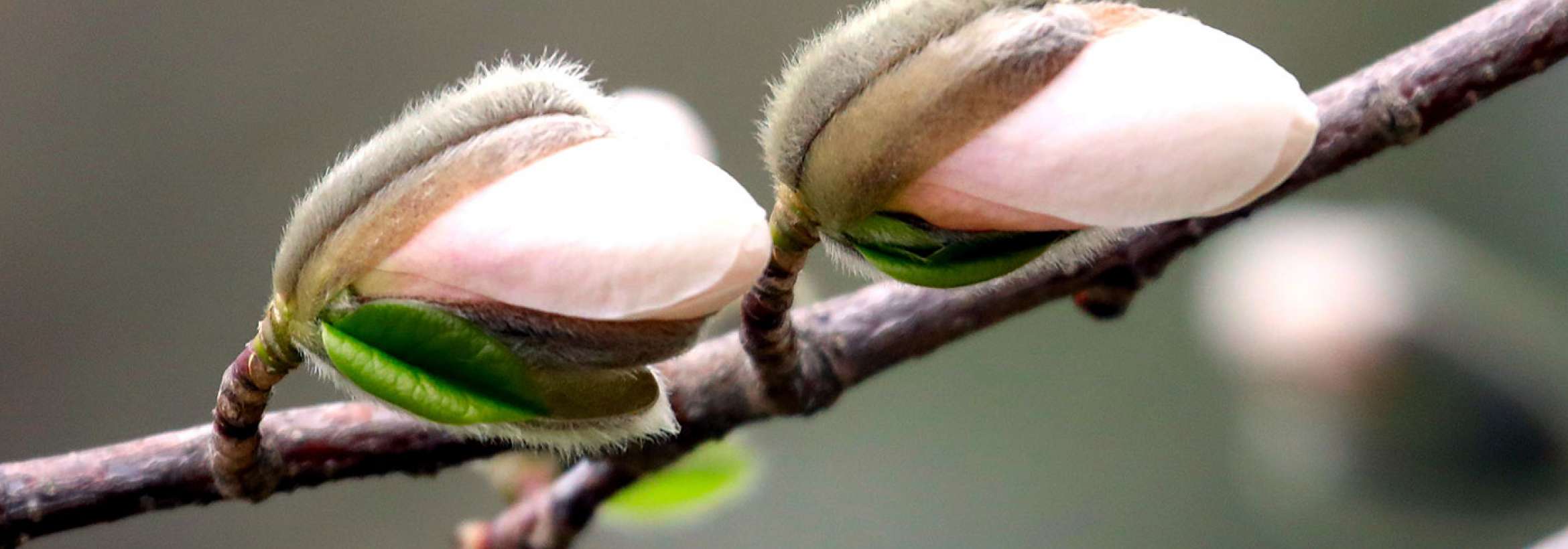 شکوفه‌های پشمالو