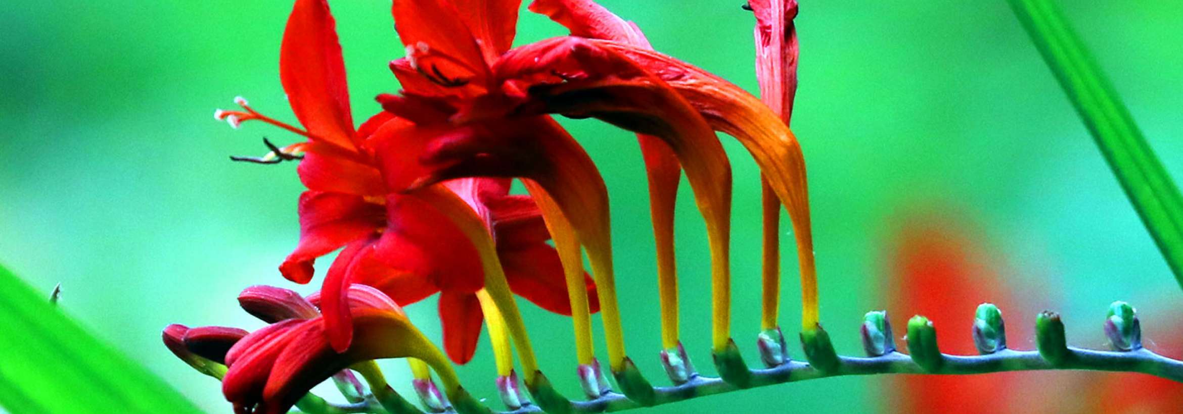 نیم غنچه نیم گل