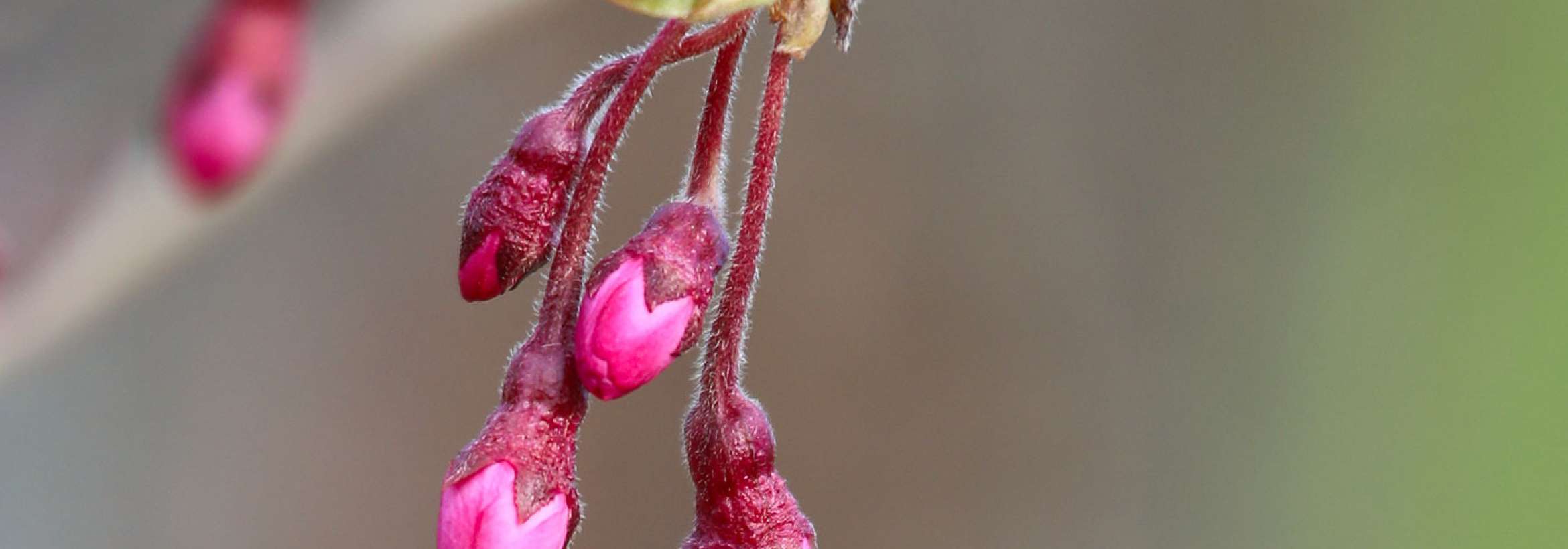 غنچه‌های آویزان