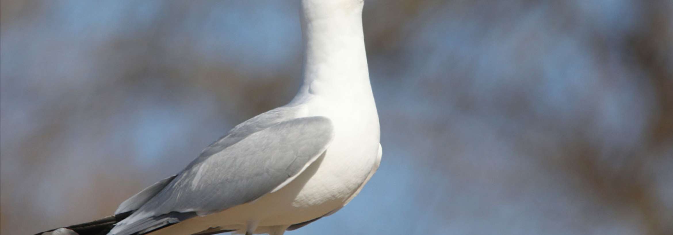 سر به هوا با قرمزی