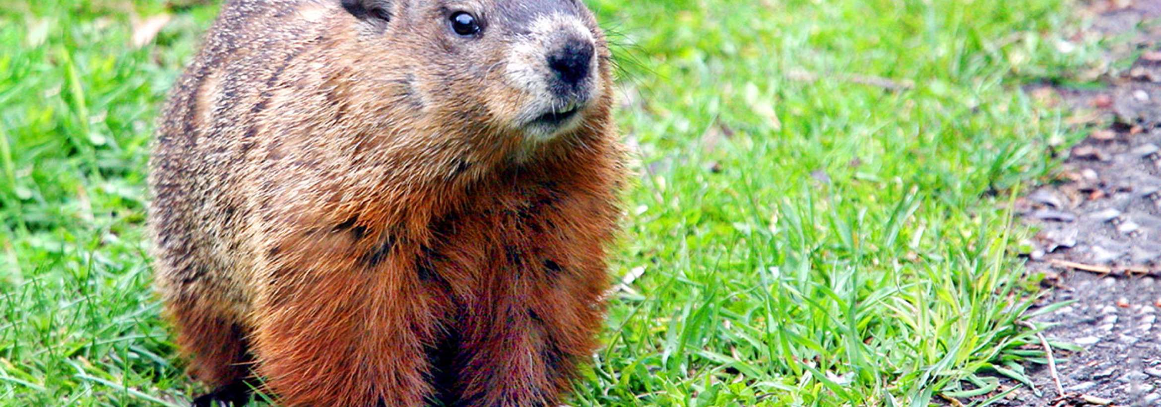 پایان خواب زمستانی