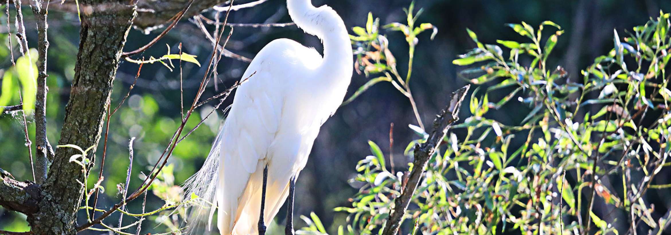 مخفی میان شاخسار