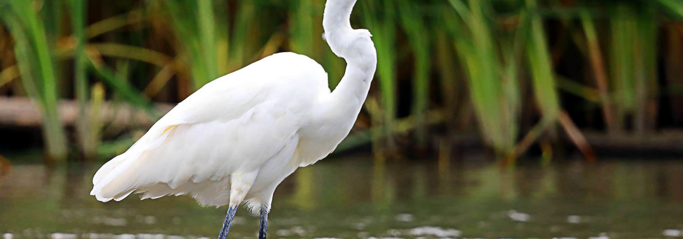 در آب برای صید