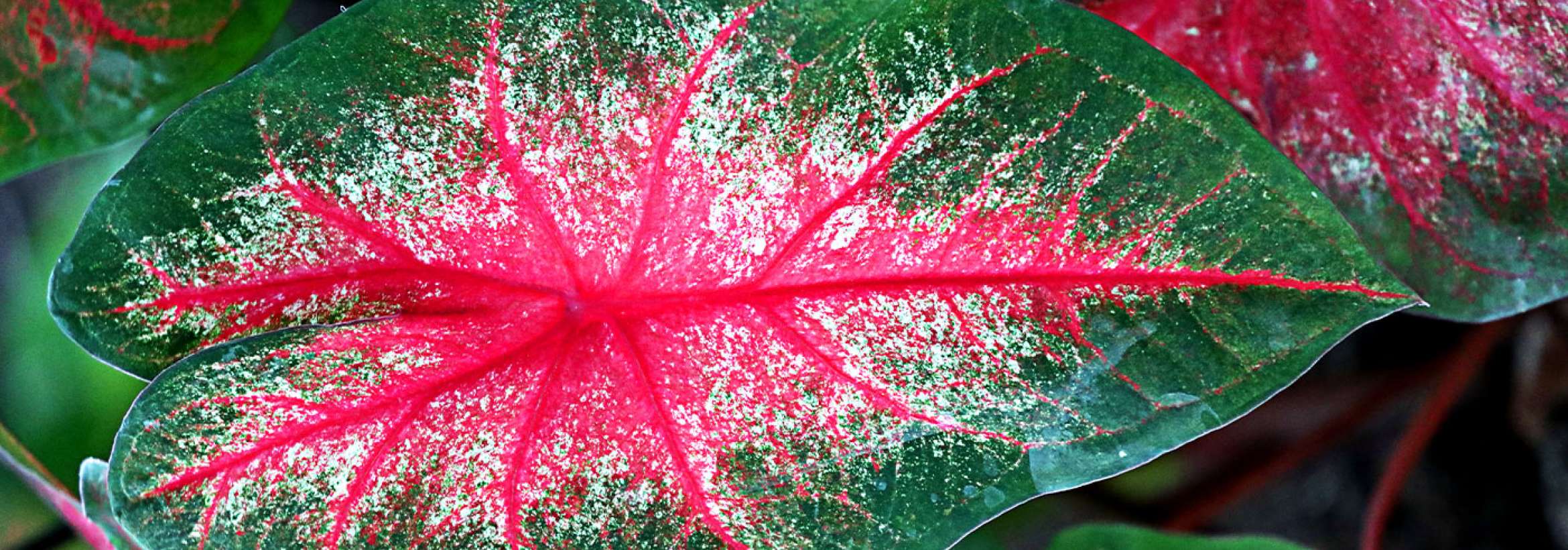 برگ رنگ پرچم ایران