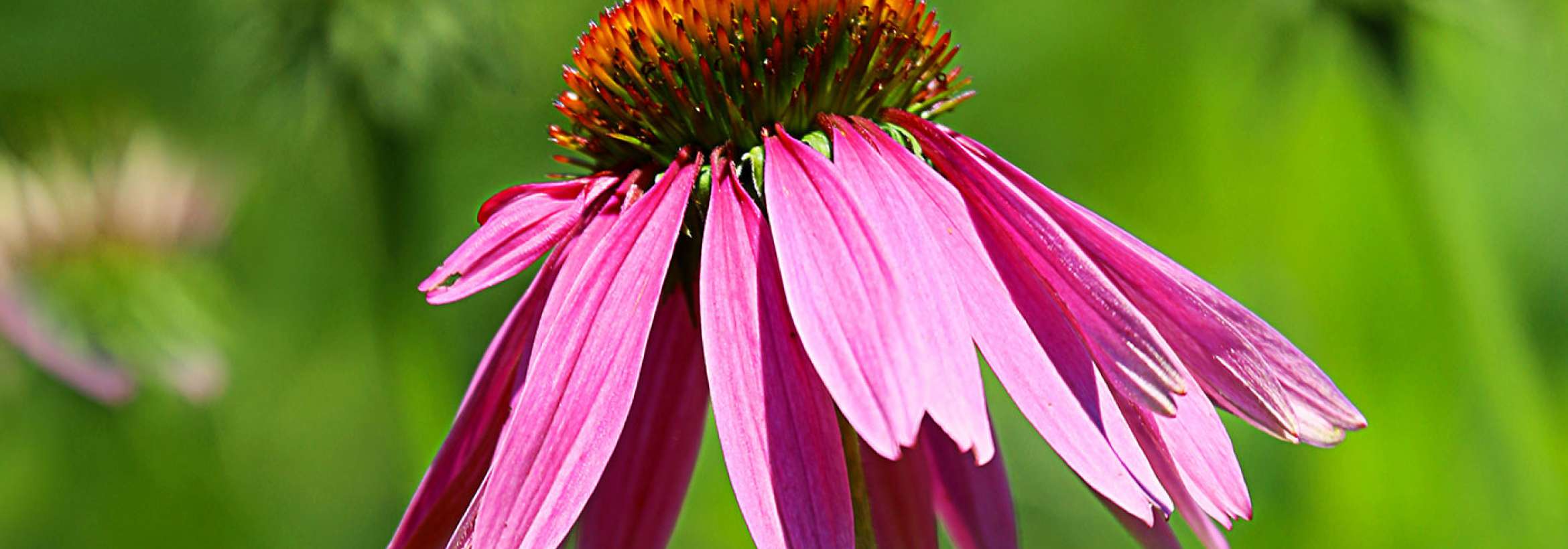 شیرجه به سوی آسمان