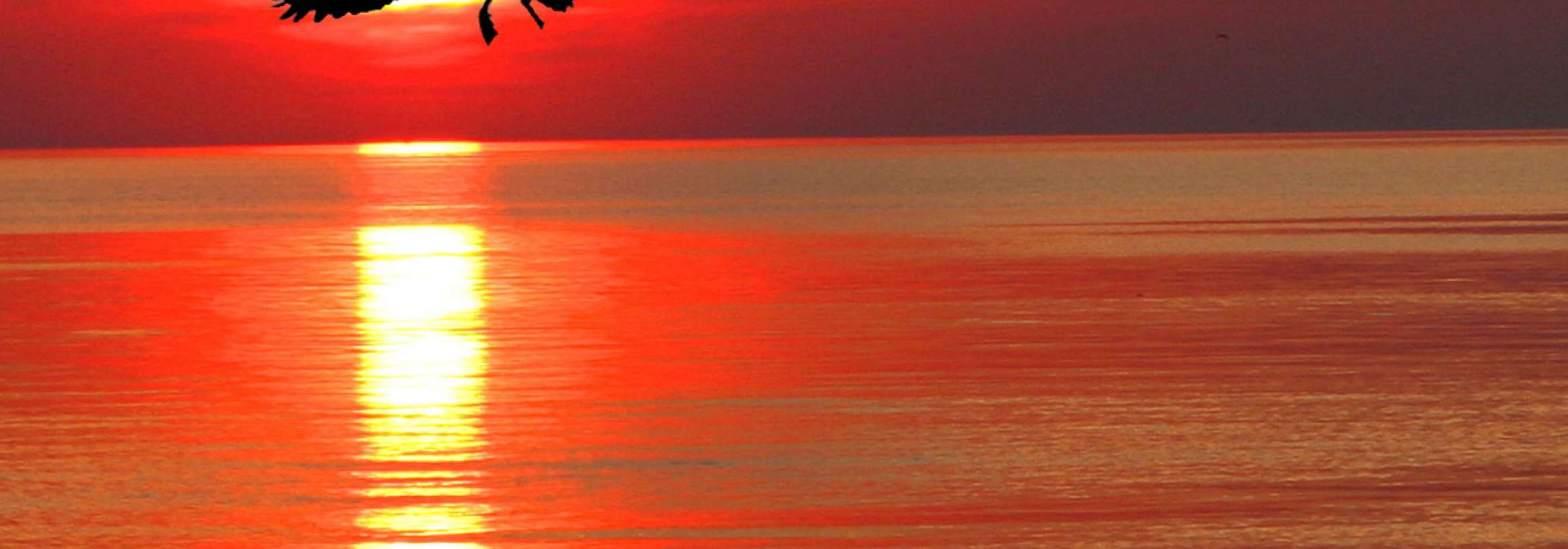  آخرین پرواز؛ به احترام درگذشت خلبان امیر کسروی