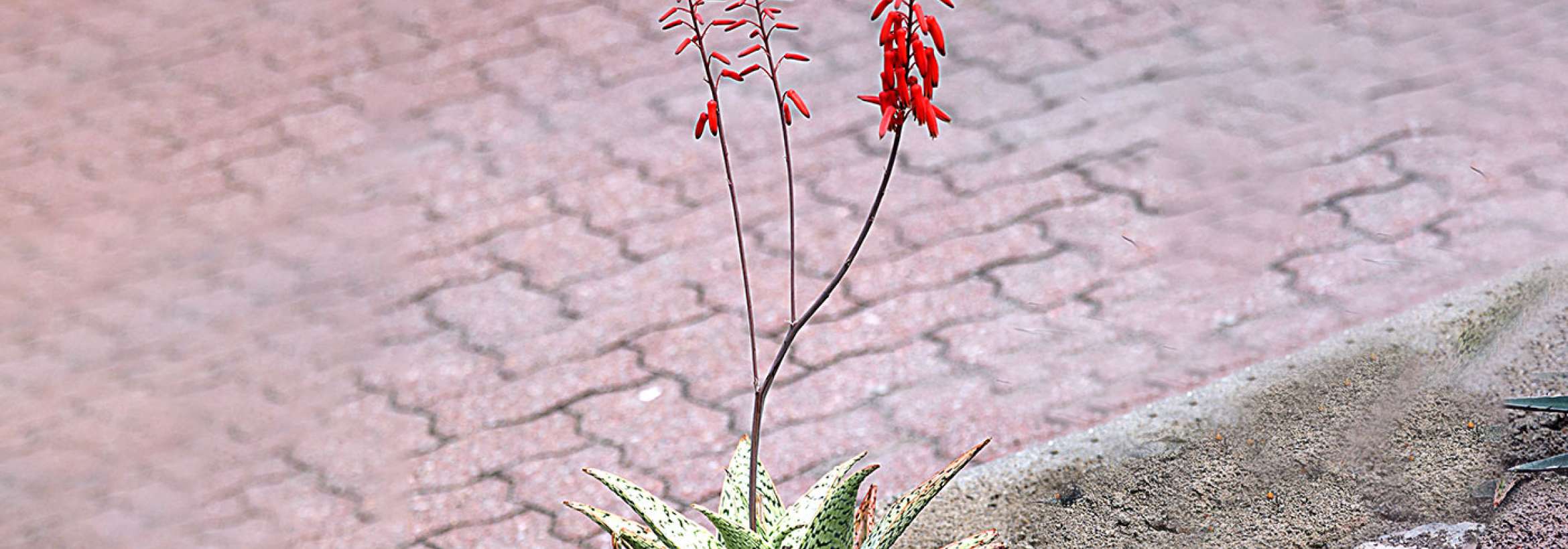 زیبا گلی طبقه طبقه