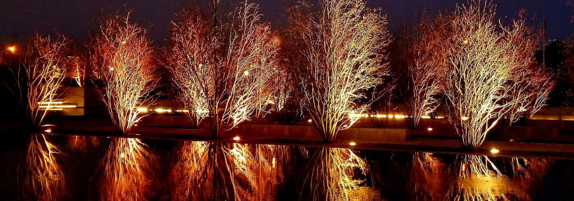 غروب و نور بر درختان