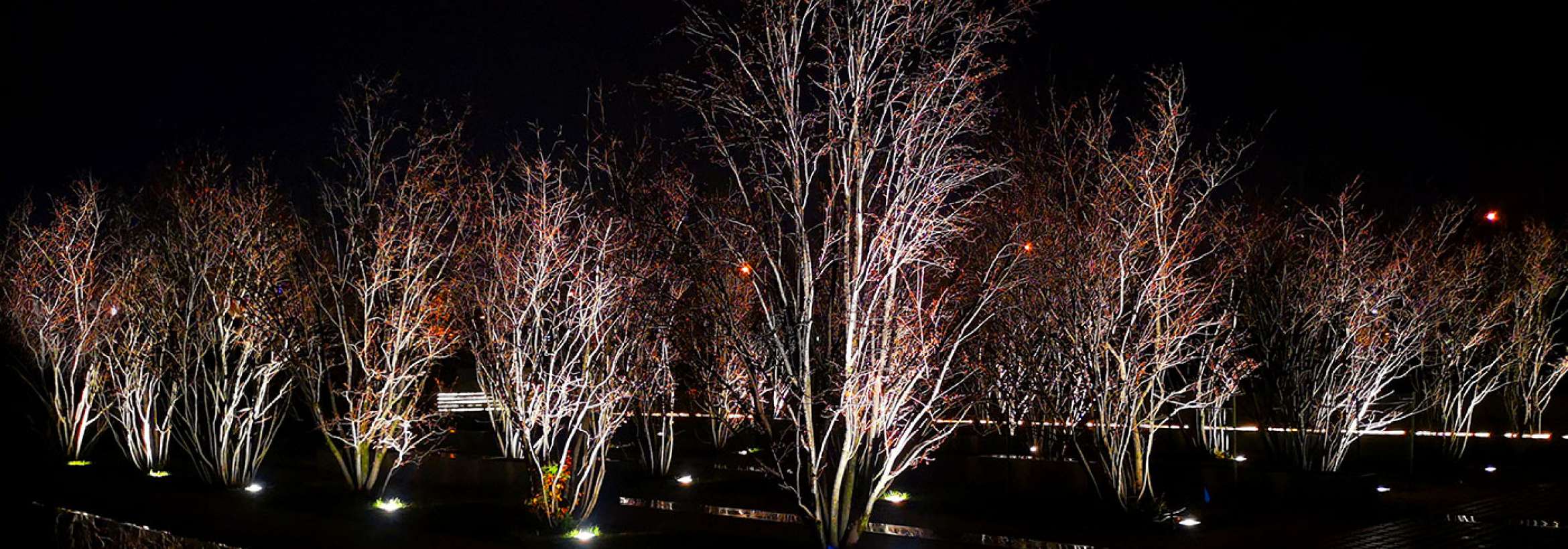 نور بر درختان