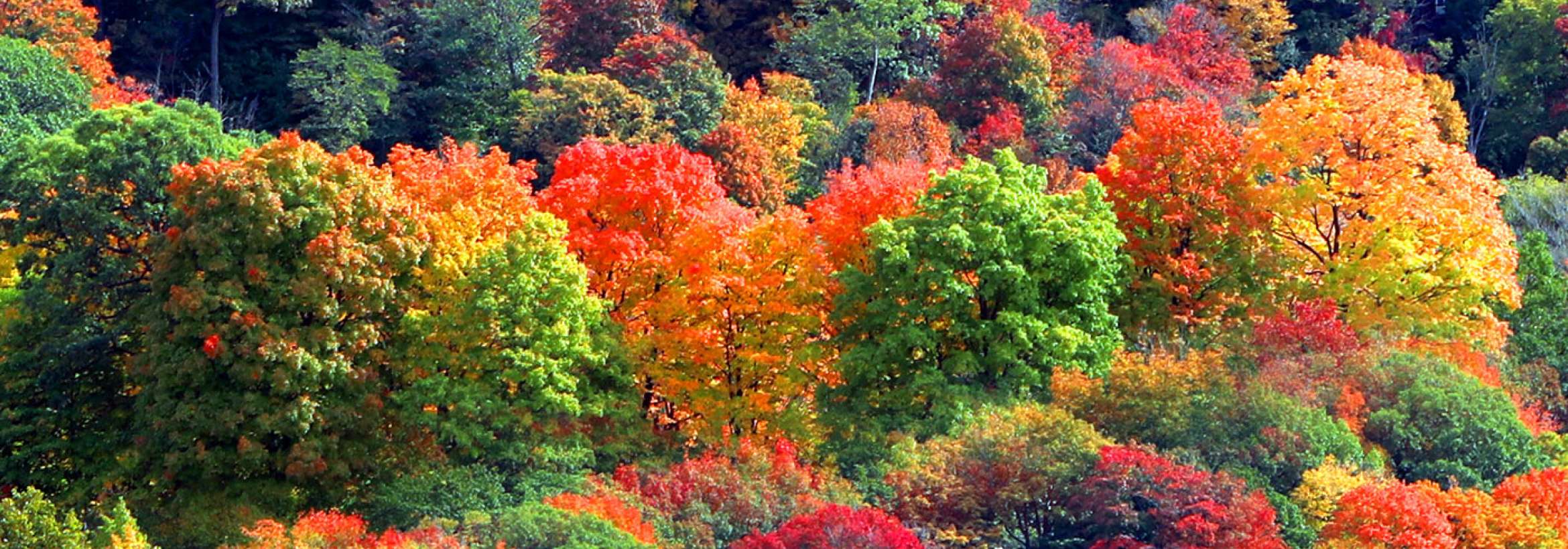 انبوهی از پائیز