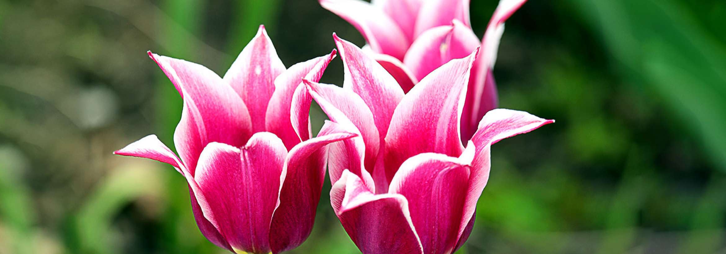 زیباتر از جام