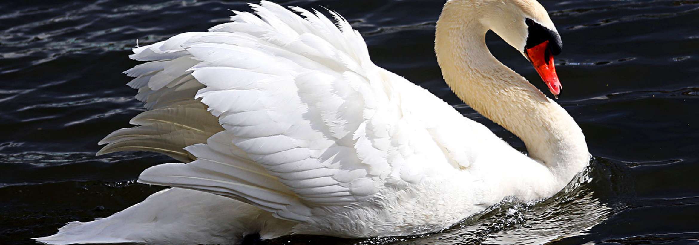 زیباتر از قو