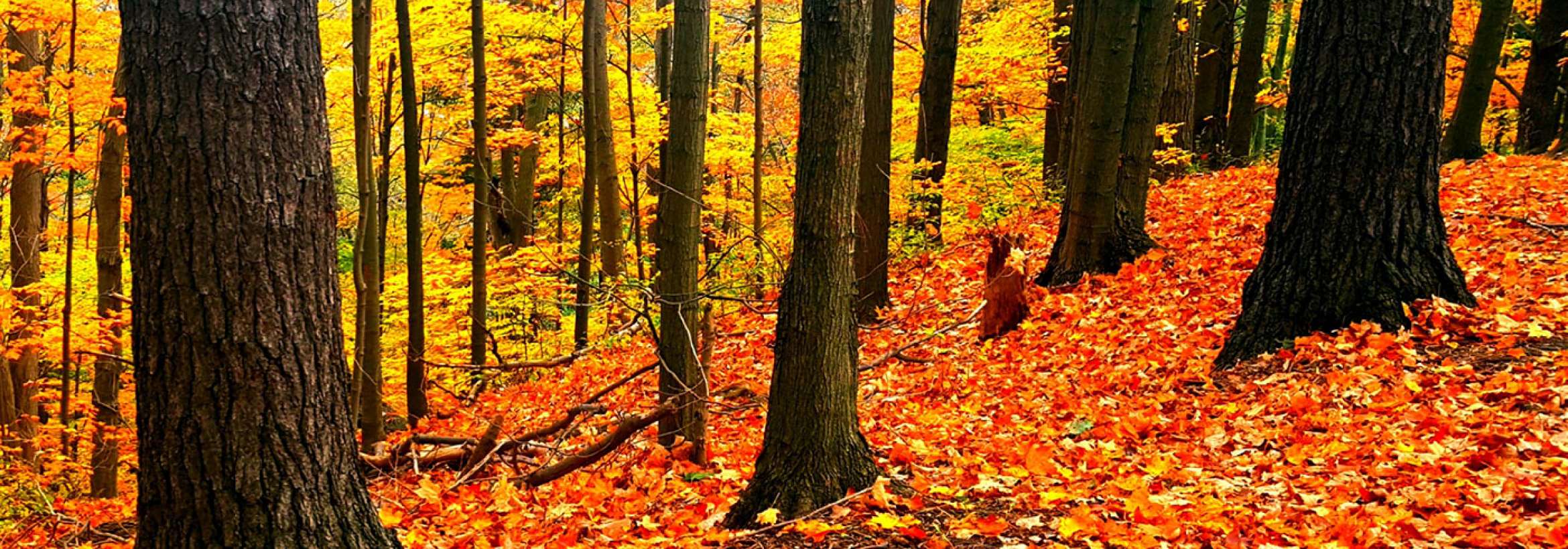 پائیزتر از همیشه