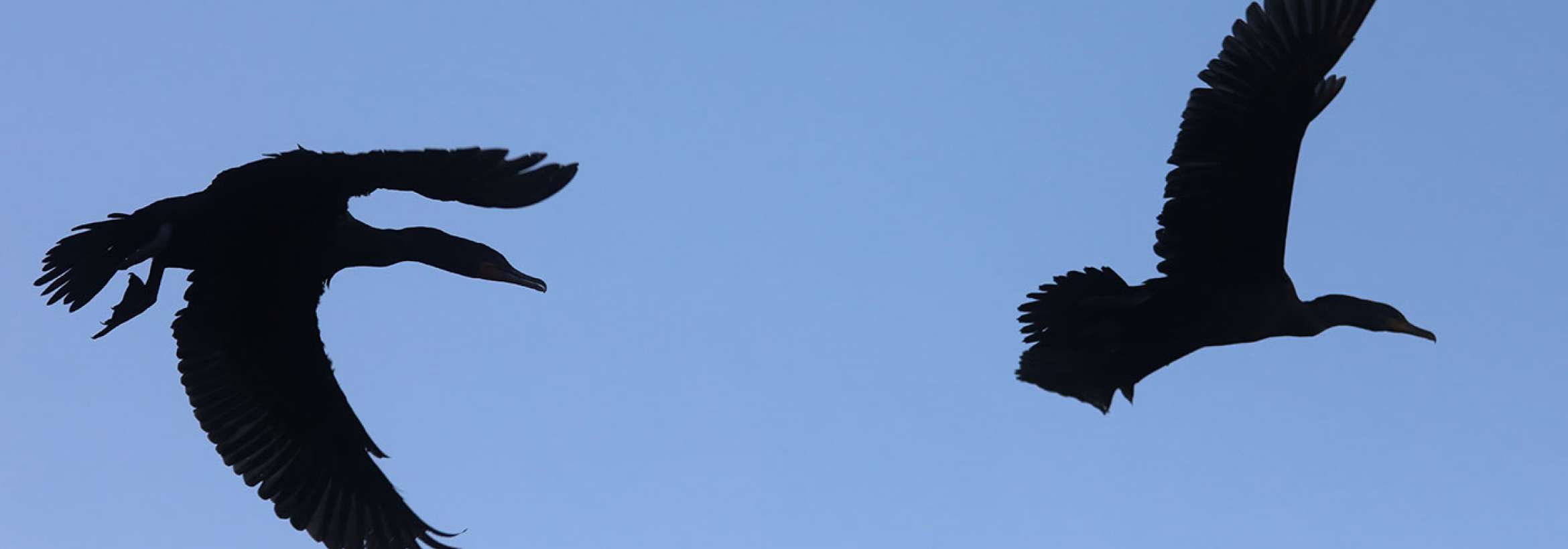 بال بال زنان