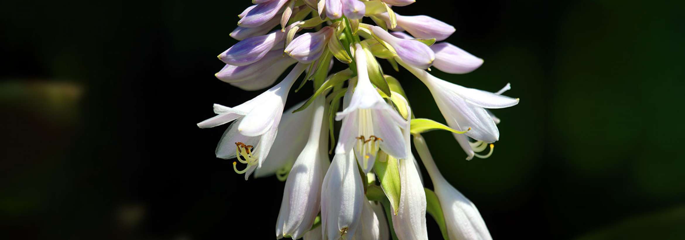 گل پایین و شکوفه بالا