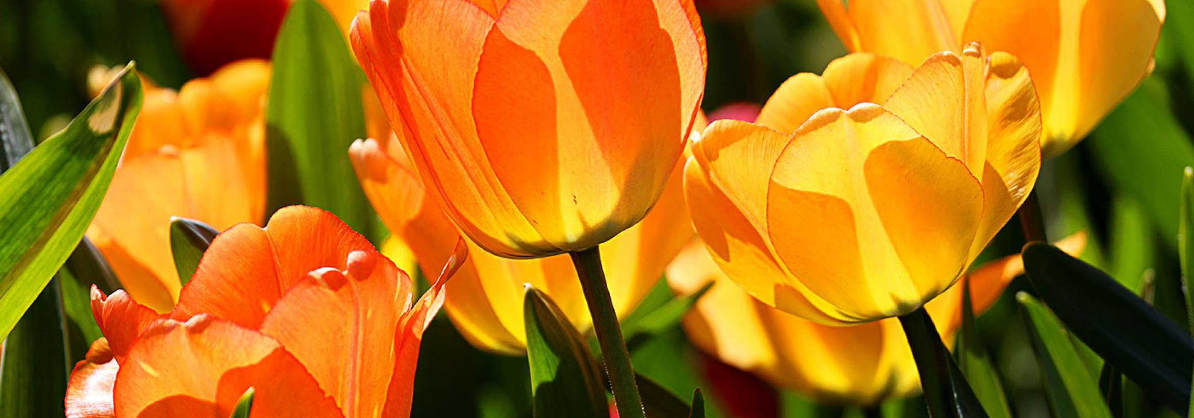 لاله‌های زرد و نارنجی