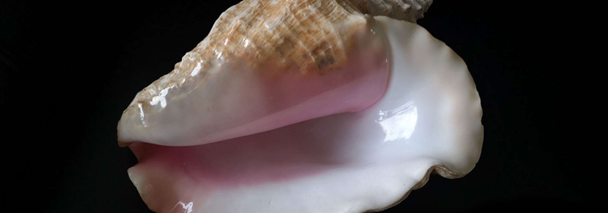 گوش ماهی سه رنگ