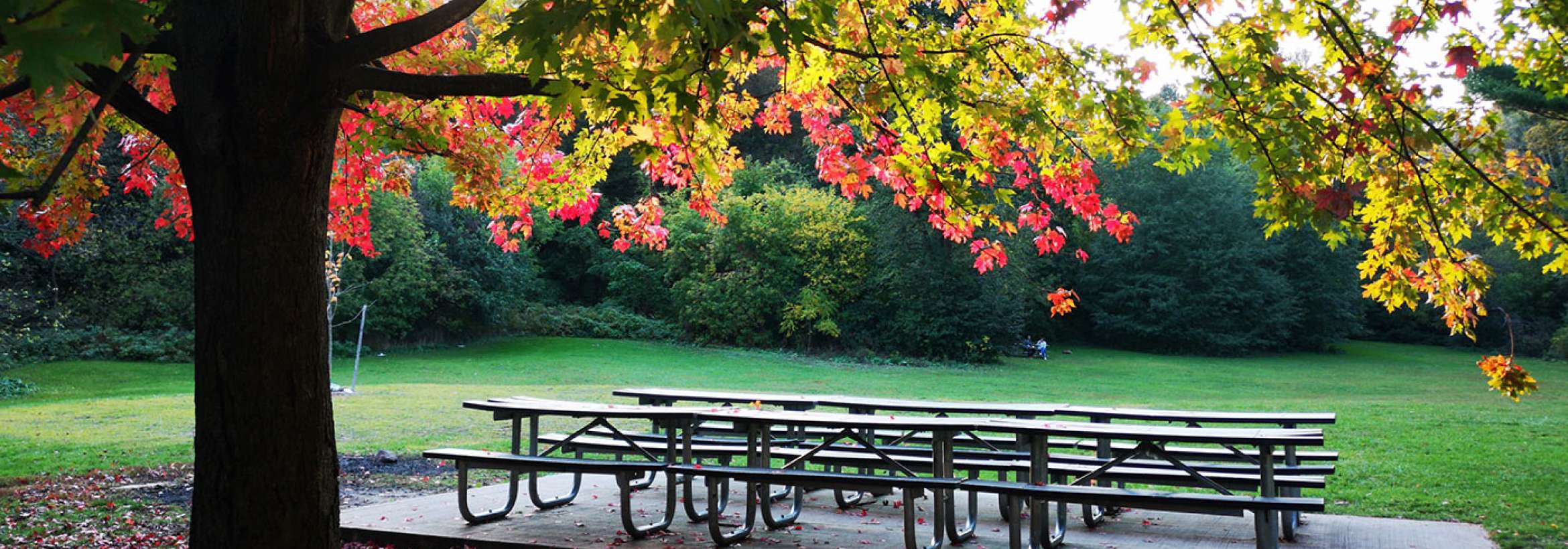 صبح سرد پائیزی پارک