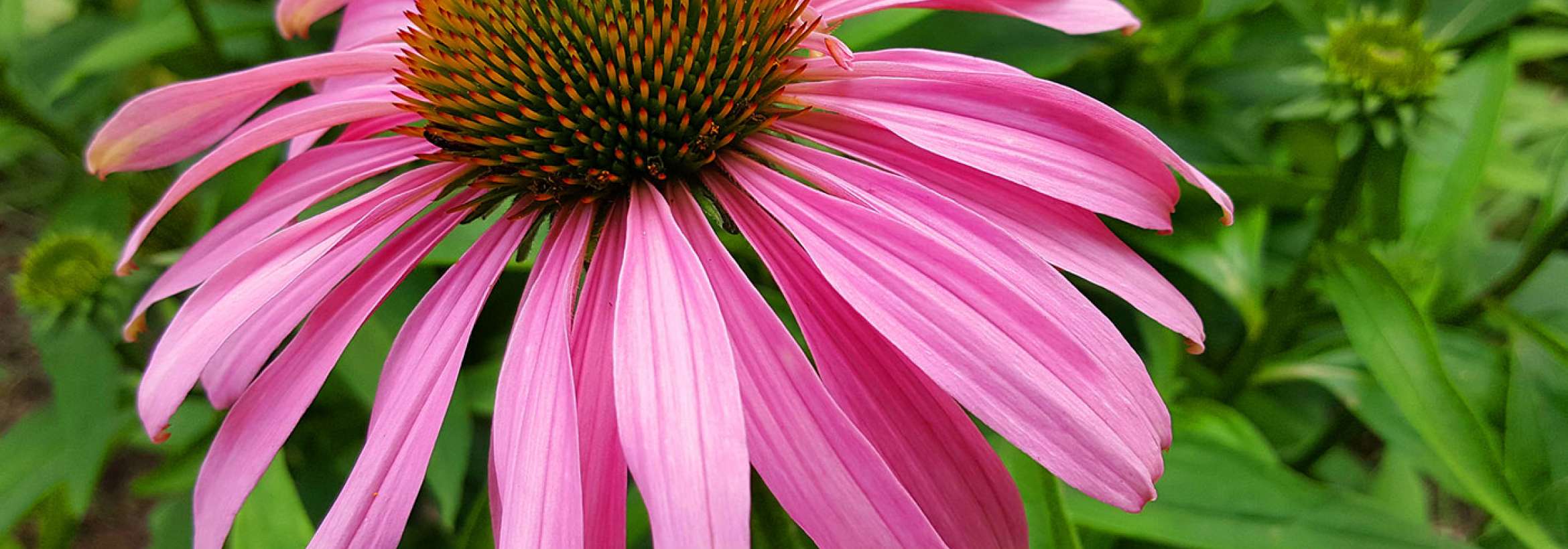 گل صورتی قبل از پائیز