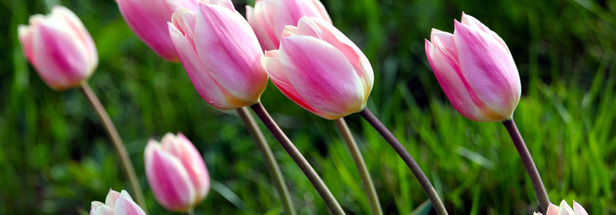 فصلی برای لاله‌های صورتی