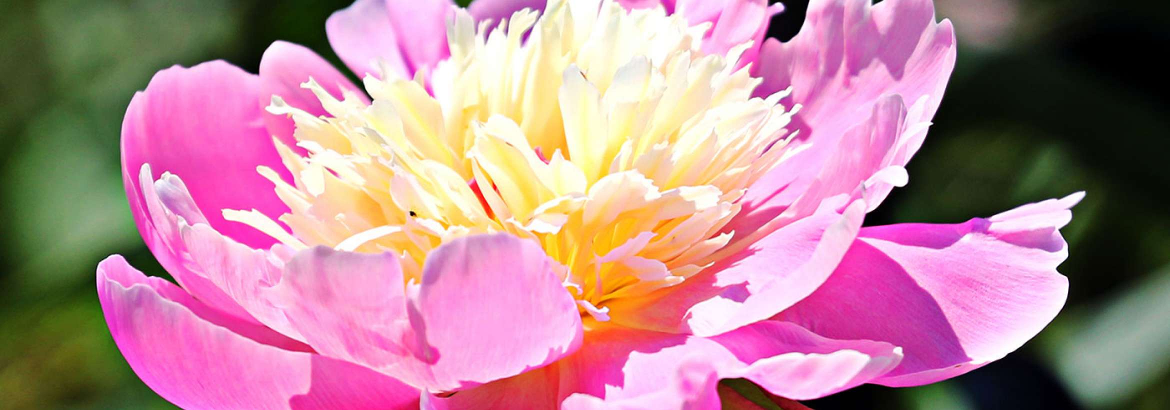 صورتی به زرد