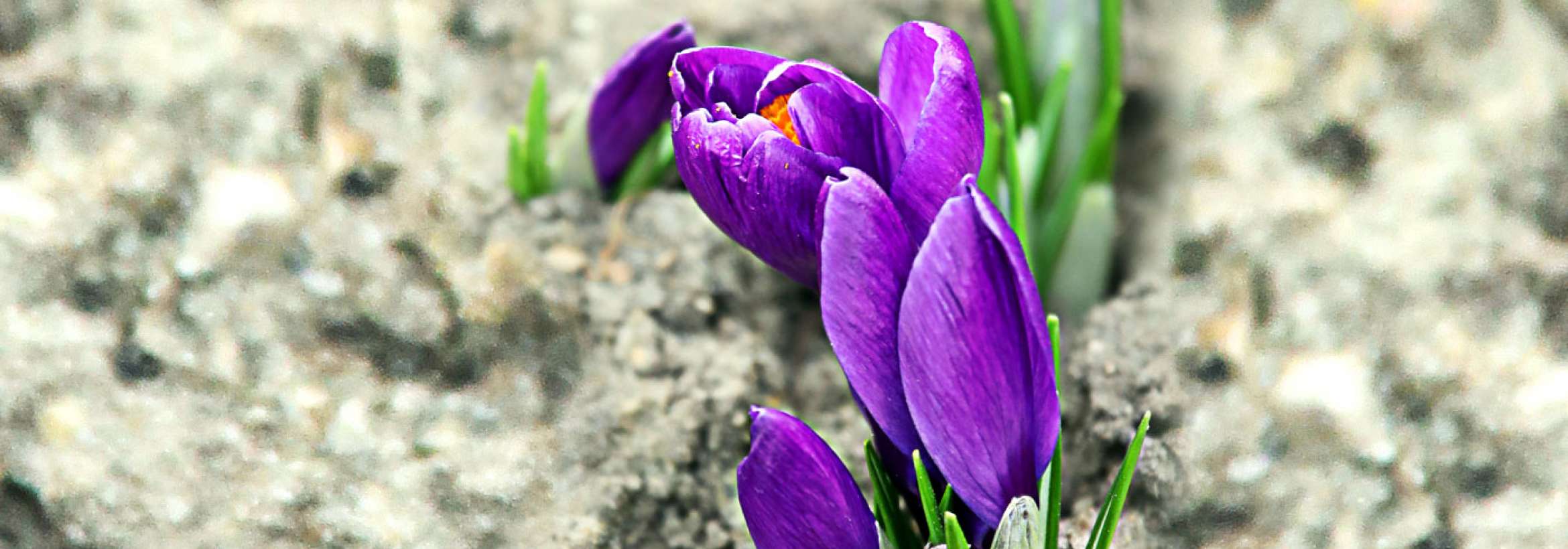 رستن بنفش گلی از دل خاک