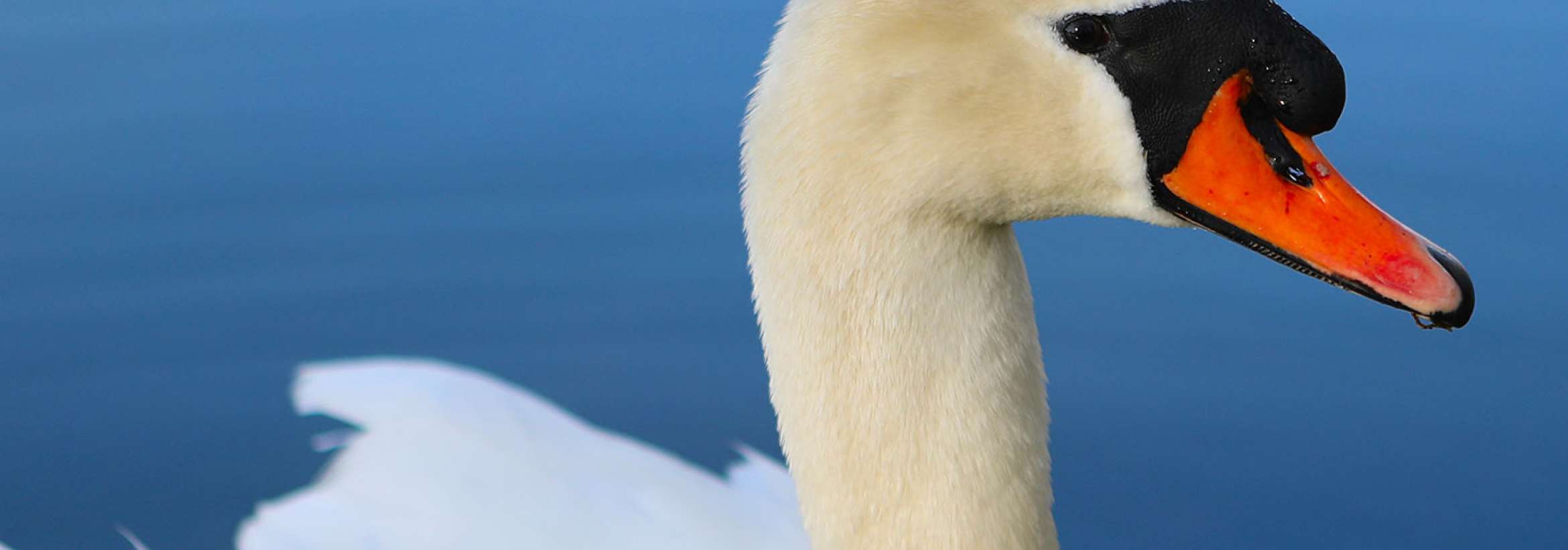 قوی نوک قرمز