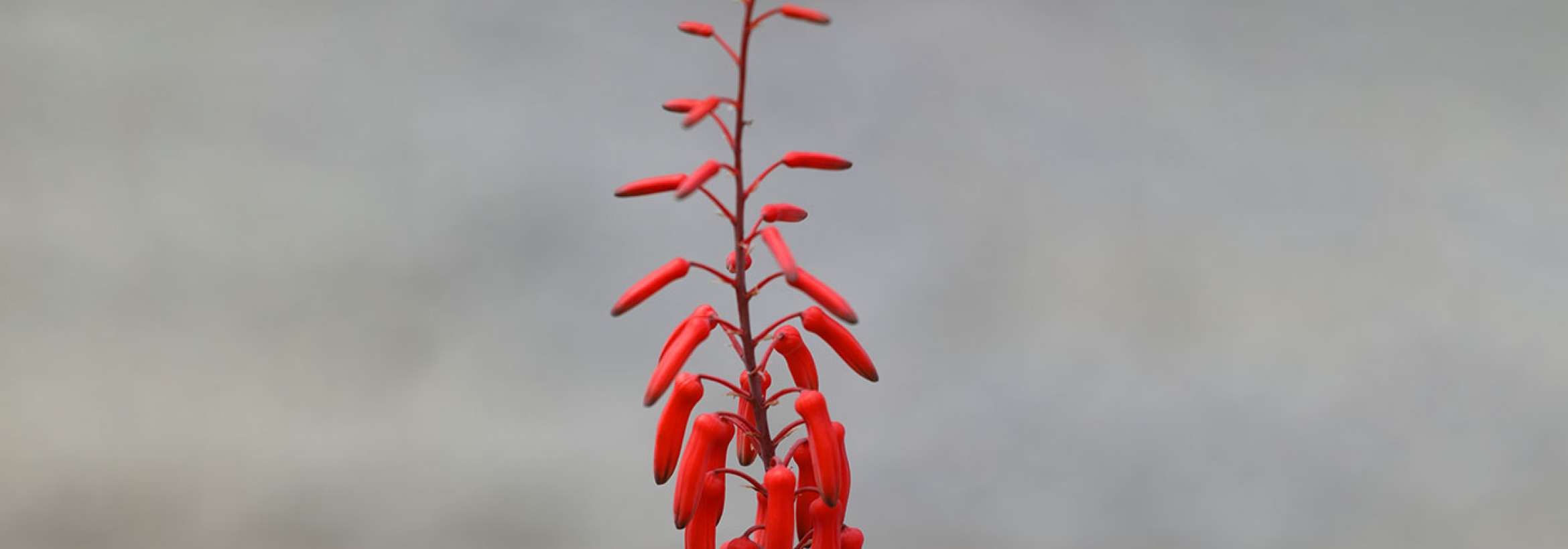 غنچه گل سرخ