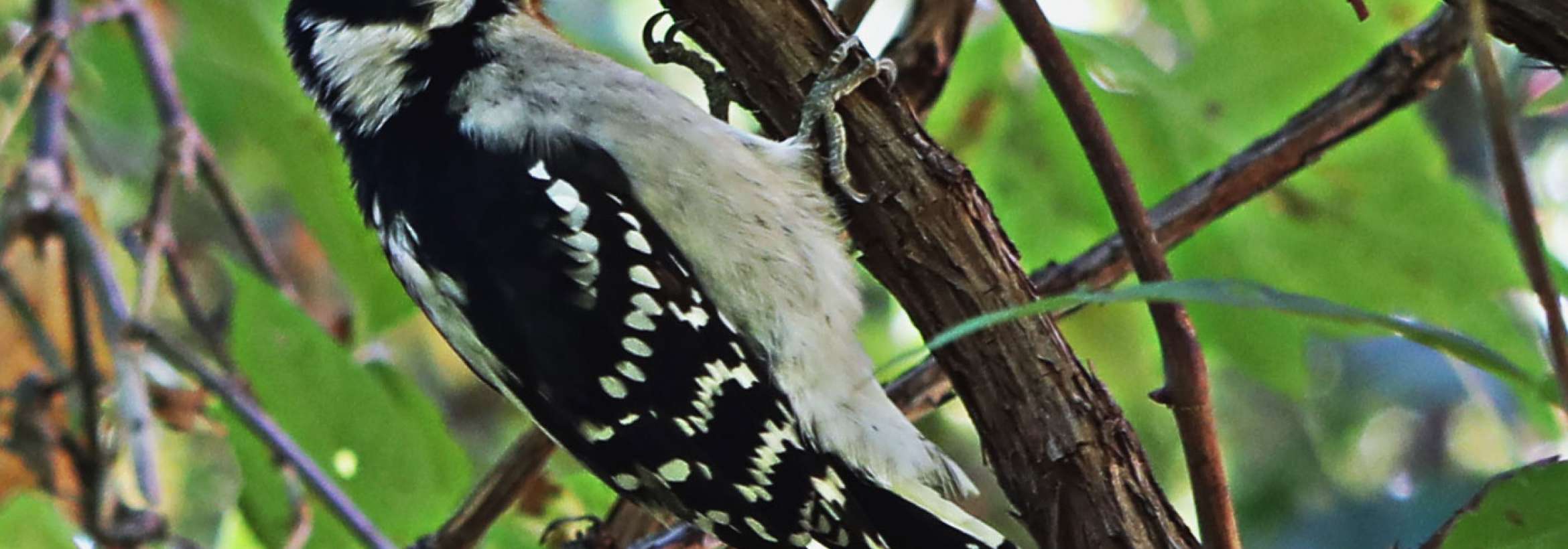 دارکوب سرخ گوش