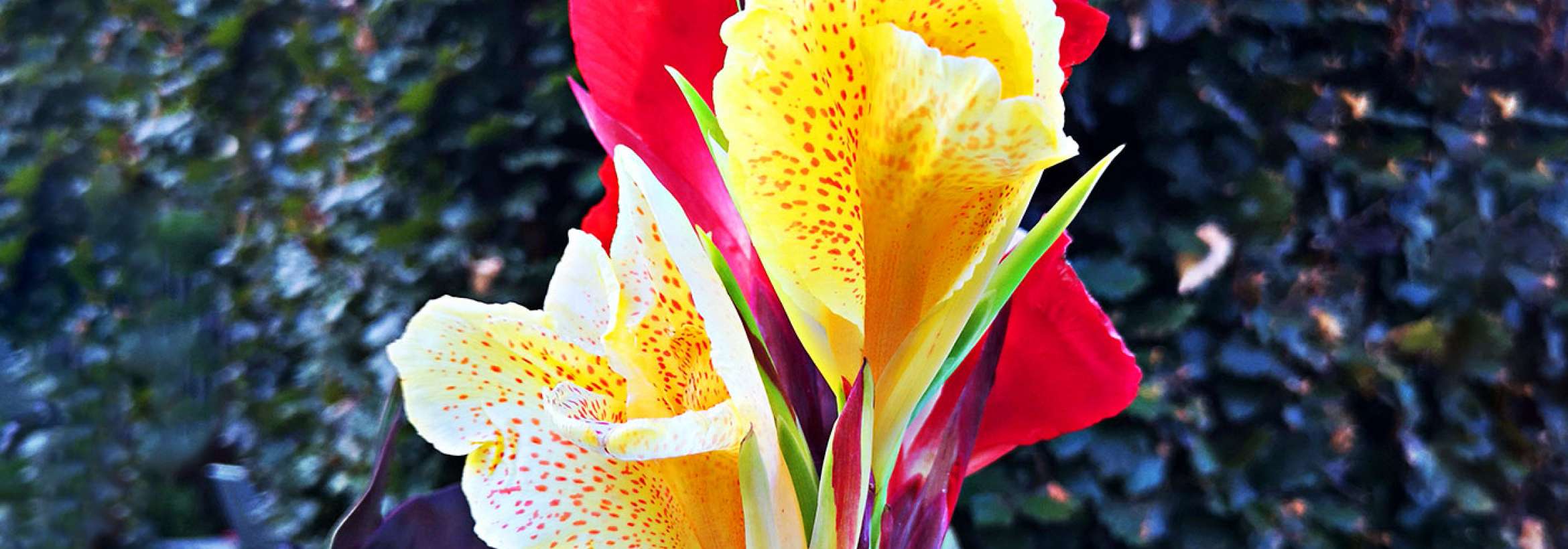 خال خال قرمزی