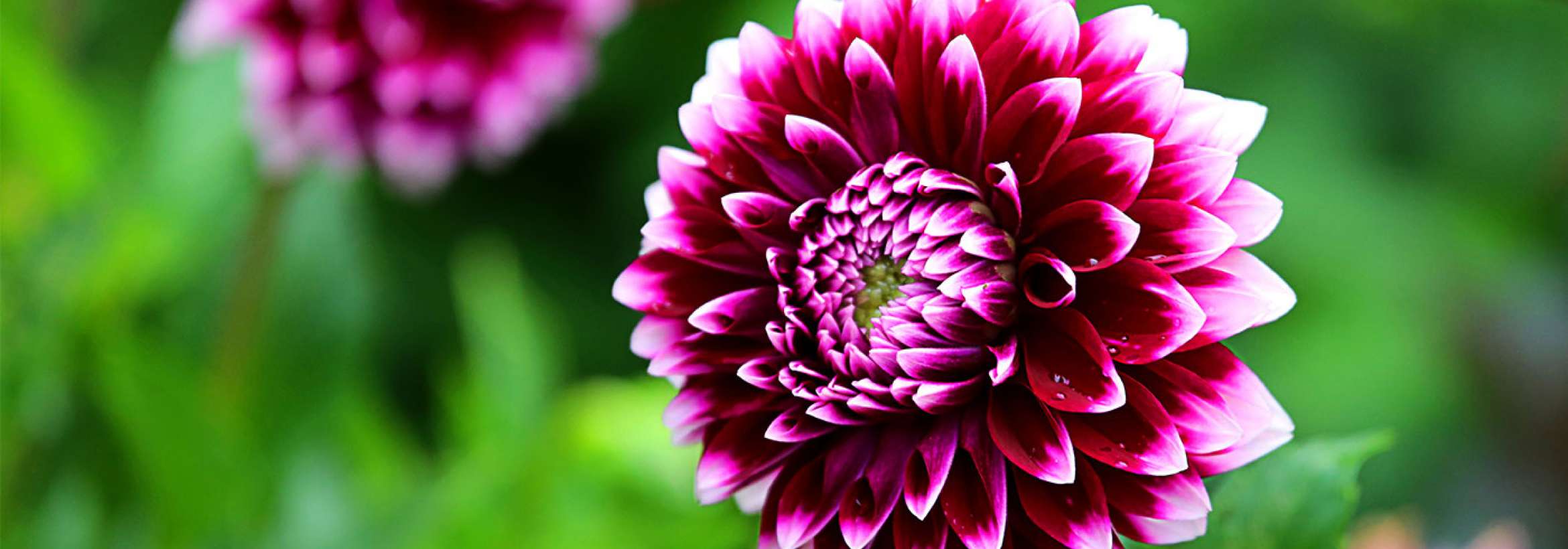 از زرشکی تا سفید