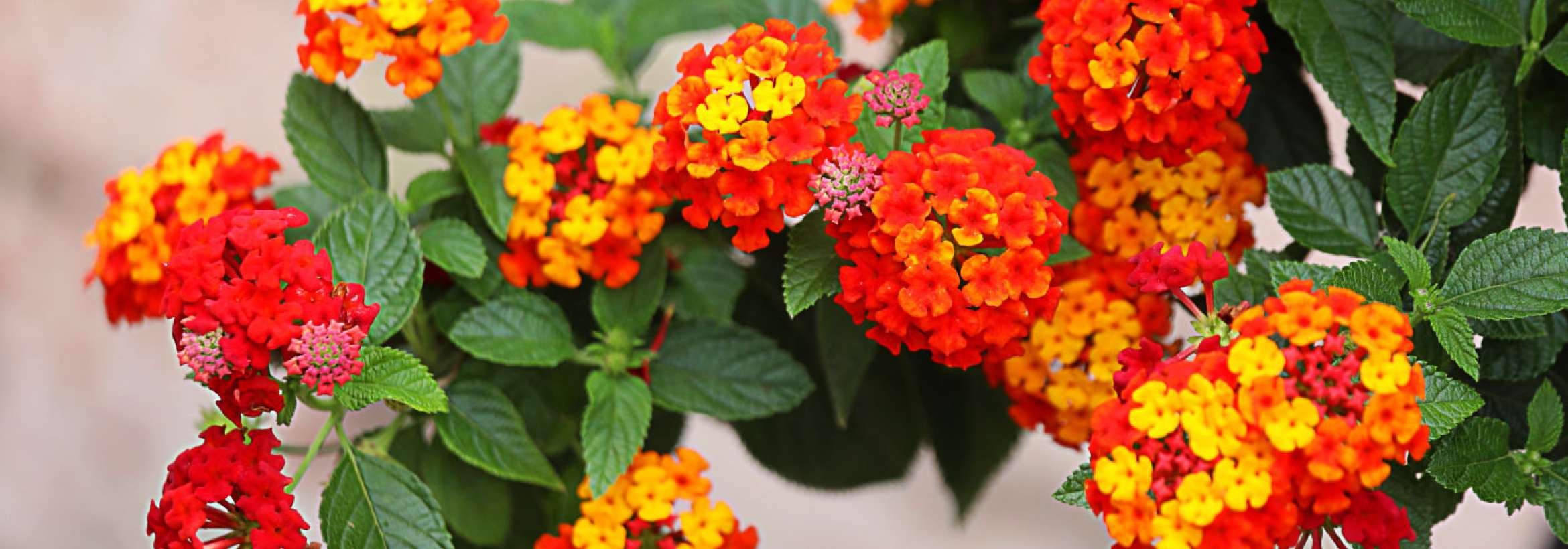 قرمزها و زردها