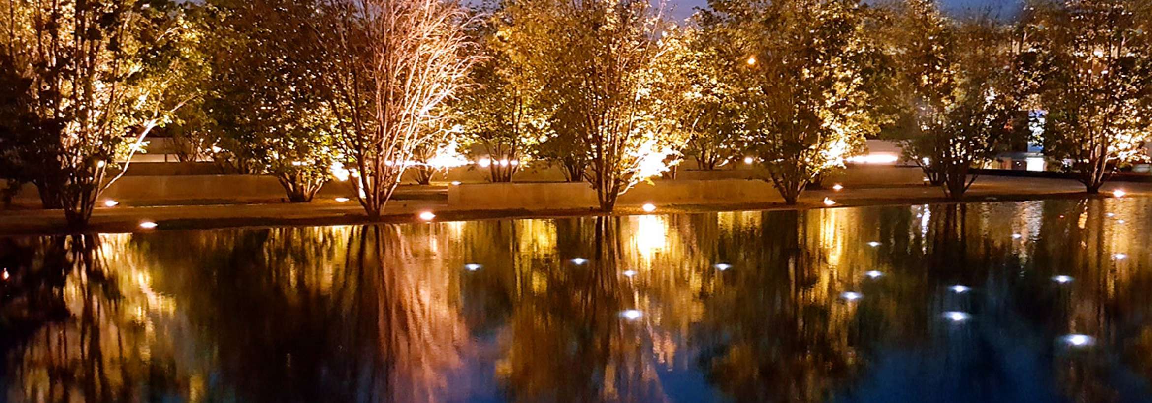 ردیف درختان در آبی