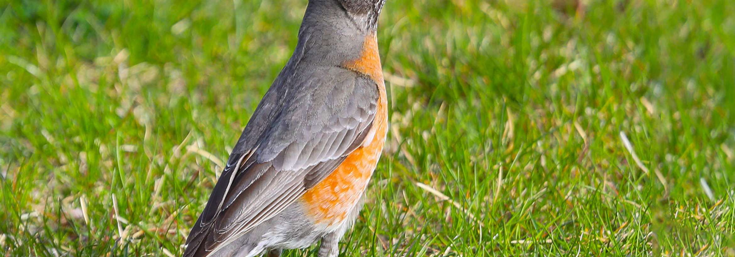 پرنده دونده سینه‌سرخ