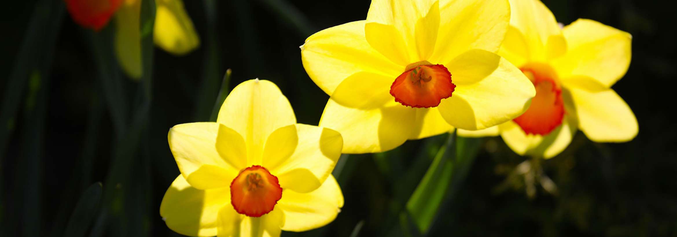 زرد جدا افتاده