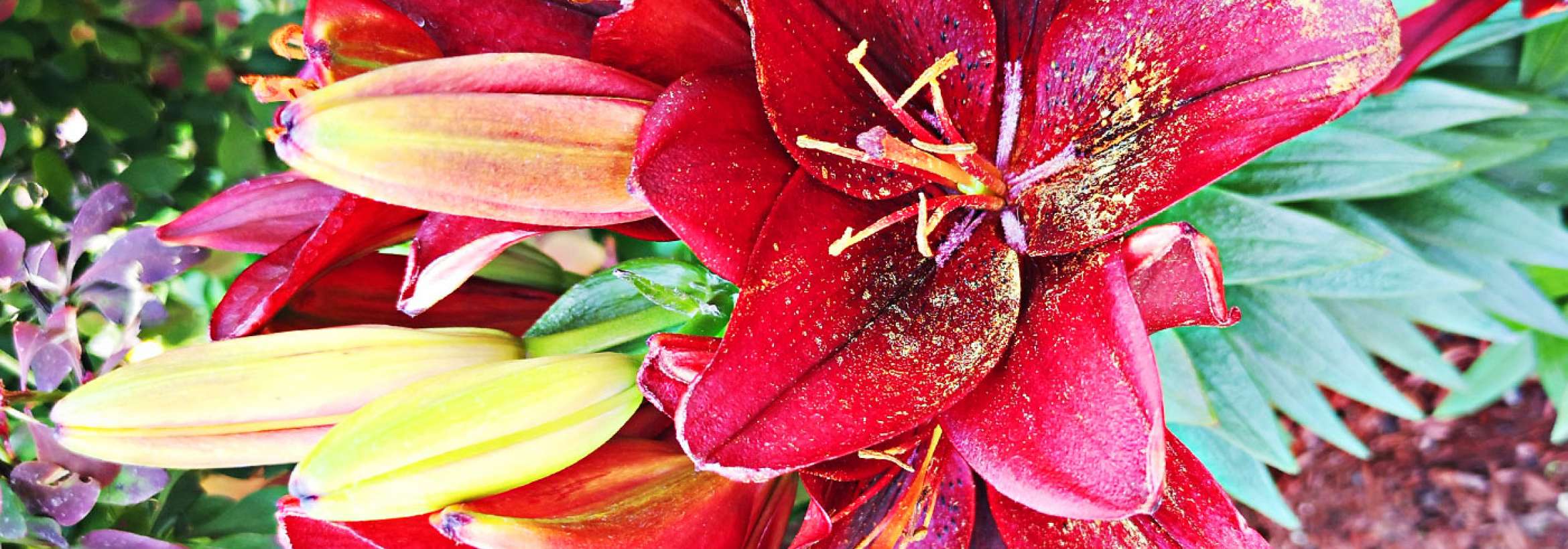 گرده افشانی