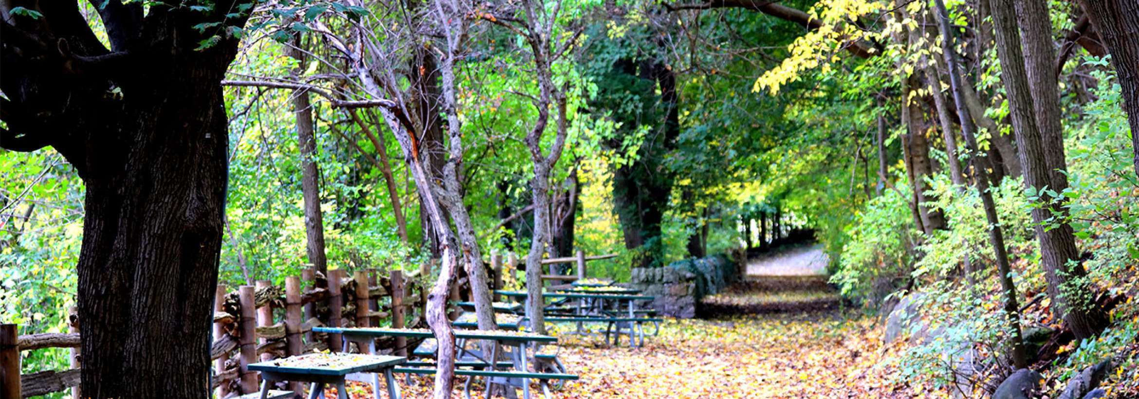 راه و نیمکت میان برگ‌ها