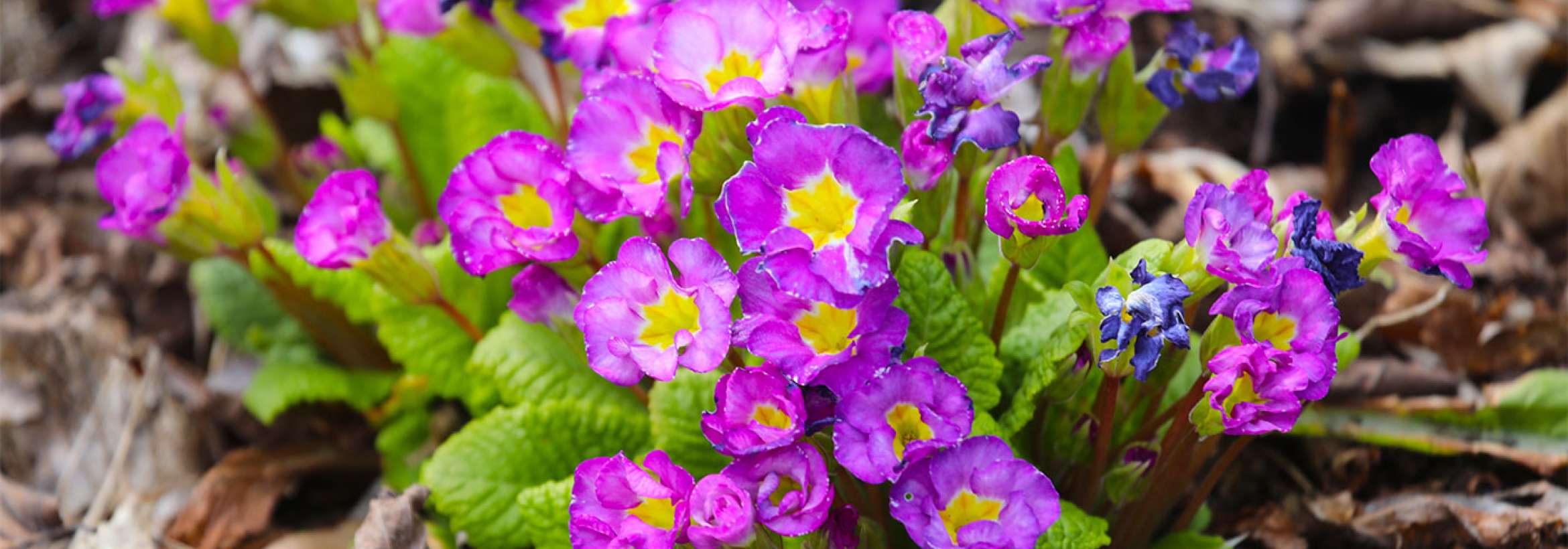 ریز گلان بهاری