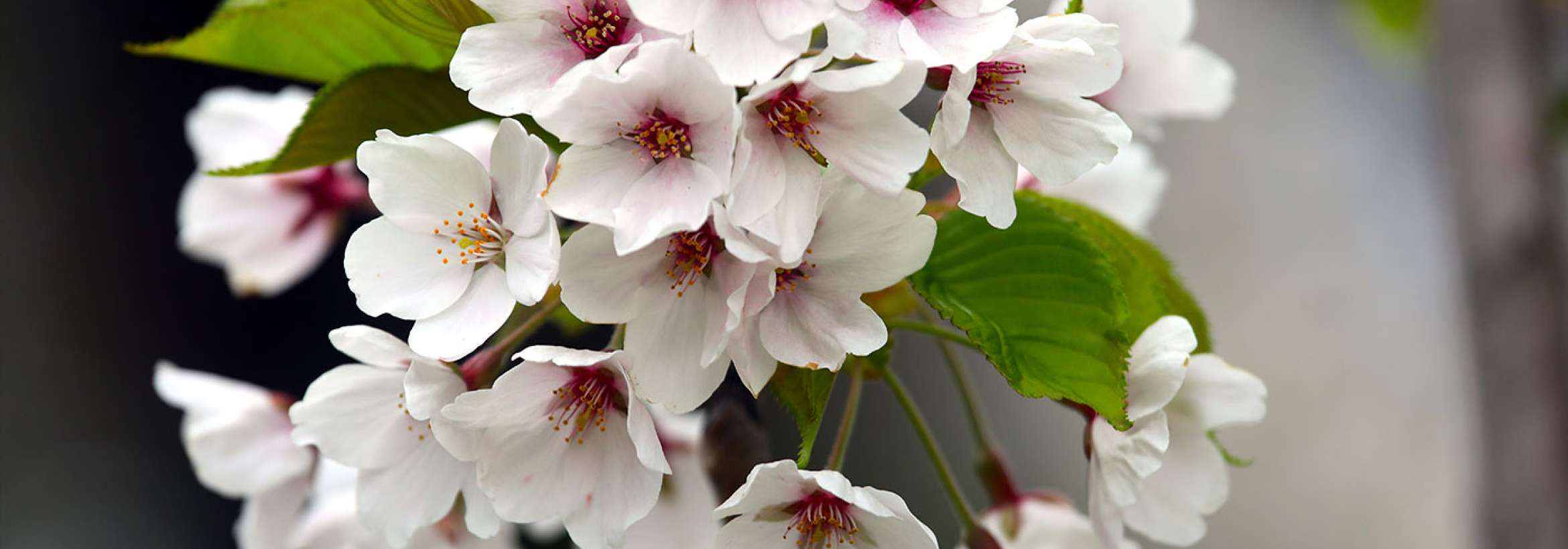 گل‌های سپید درخت